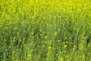 Rapeseed field. Background of rape blossoms. Flowering rape on the field. photo