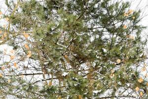 Branches of pine with cones. Coniferous tree with cones. Gymnosperms. photo