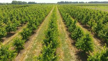 Young trees cherry garden. Trees of sweet cherry with green leaves. photo