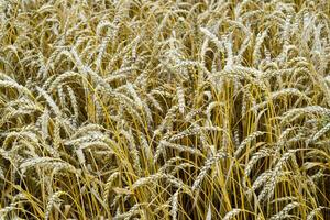 field of wheat photo