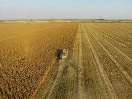 Harvester harvests corn. Collect corn cobs with the help of a combine harvester. Ripe corn on the field. photo