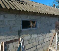 Red cat in the window of the barn photo