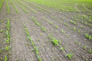 maizal. pequeño maíz coles, campo paisaje. suelto suelo y tallos de maíz en el campo. foto