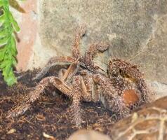 tarántula en el terrario foto