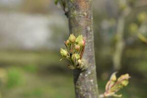 Blossoming buds of pear tree. Dissolve kidney pears photo