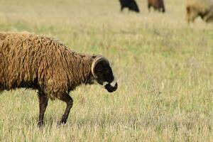 Sheep in the pasture photo