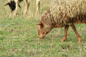 Sheep in the pasture photo