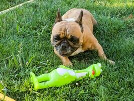 Emotions of a fawn French bulldog playing with a new toy on a green lawn. photo