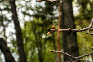 Branches with buds of staghorn sumac in early spring in the garden. photo