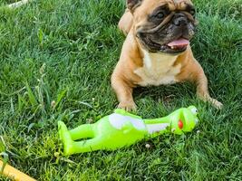 Emotions of a fawn French bulldog playing with a new toy on a green lawn. photo