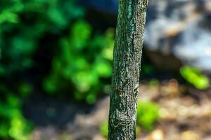 Ginkgo tree or Ginkgo biloba or ginkgo with bright green new leaves. photo