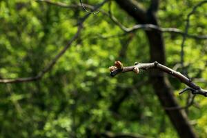 Branches with buds of staghorn sumac in early spring in the garden. photo