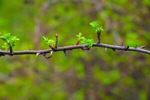 Fragment of a branch with buds of Rosa Hugonis in early spring, commonly known as the Chinese rose. photo