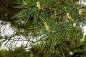 pinus estroboscópico planta, grande árbol. crece en el del nordeste regiones de norte America. ideal para plantando en el jardín y para paisaje diseño. foto