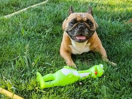 Emotions of a fawn French bulldog playing with a new toy on a green lawn. photo