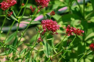 Red Valerian flowers or Spur Valerian, Kiss Me Quick, Foxs Brush and Jupiters Beard. photo