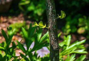 Ginkgo tree or Ginkgo biloba or ginkgo with bright green new leaves. photo