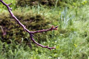 ramas con brotes de cuerno de ciervo Zumaque en temprano primavera en el jardín. foto