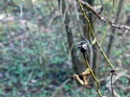 Fragment of a branch with buds of Rosa Hugonis in early spring, commonly known as the Chinese rose. photo