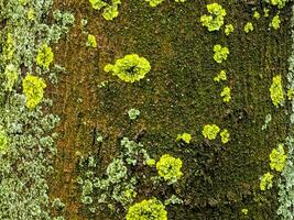 Natural natural background of texture of bark of living sycamore tree, overgrown with moss. Moss growing on large tree as natural backdrop photo