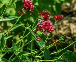 rojo valeriana flores o estimular valeriana, Beso yo rápido, zorros cepillo y júpiter barba. foto