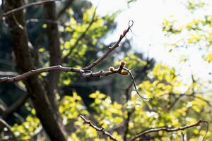 Branches with buds of staghorn sumac in early spring in the garden. photo