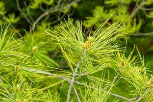 Pinus strobus plant, large tree. grows in the North-Eastern regions of North America. ideal for planting in the garden and for landscape design. photo