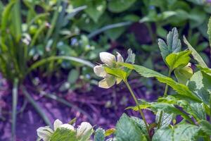 Helleborus niger flowers with bright white petals. Spring. photo