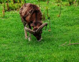 Mouflon, ovis orientalis musimon in the change of coat grazing on a green field photo