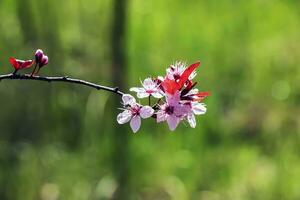 rosado prunus cerasifera pissardii flores floreciente en primavera, de cerca ver foto