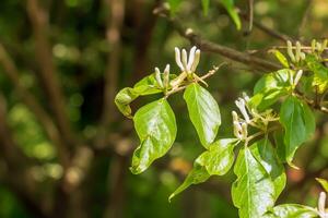 Maak honeysuckle or in latin Lonicera maackii shrub in bloom photo