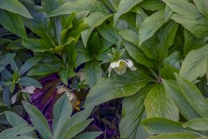 Helleborus niger flowers with bright white petals. Spring. photo