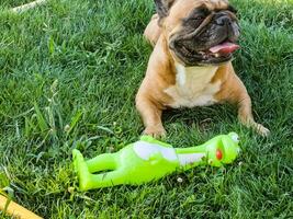 Emotions of a fawn French bulldog playing with a new toy on a green lawn. photo