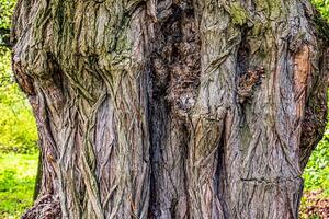 Colorful background with Robinia bark and sunlight. Tree bark texture. photo