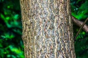 The dark gray texture of the bark of the ginkgo biloba tree, also called the maiden tree. photo