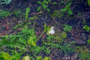 helleborus Níger flores con brillante blanco pétalos primavera. foto