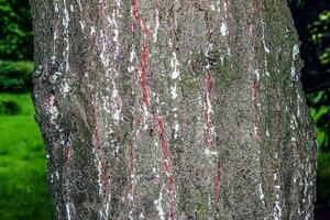 primer plano de corteza de pino. textura de pinus strobus o tronco de pino weymouth. fondo de madera viva. piel de la naturaleza del bosque. foto