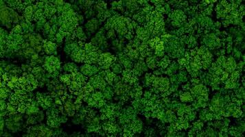 Aerial Drone View of Forest at Spring.Top Down View photo