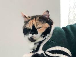 a cat wearing a green sweater laying on a bed photo