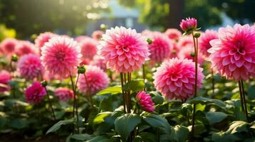 AI generated vibrant dahlia blossom a burst of pink in formal garden photo