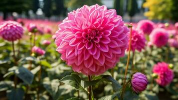 AI generated vibrant dahlia blossom a burst of pink in formal garden photo