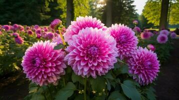 AI generated vibrant dahlia blossom a burst of pink in formal garden photo