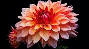 AI generated vibrant dahlia blossom a gift of nature beauty in summer photo