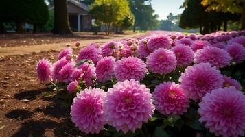 AI generated vibrant dahlia blossom a burst of pink in formal garden photo