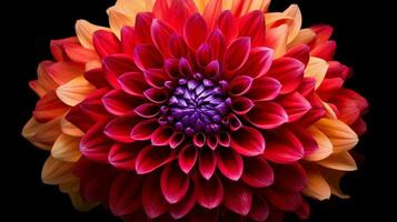 AI generated vibrant petals of a single dahlia beauty in nature bouquet photo