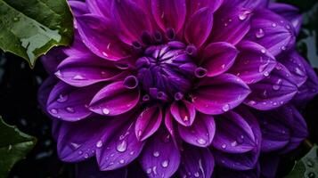 AI generated vibrant purple dahlia single flower macro fresh on wet photo