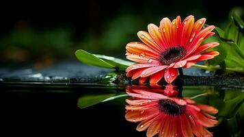 ai generado vibrante gerbera margarita en mojado césped reflejando belleza foto