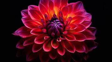 AI generated vibrant petals of a single dahlia bloom on black background photo