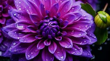 AI generated vibrant purple dahlia single flower macro fresh on wet photo