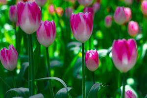 tulips. a bulbous spring-flowering plant of the lily family, with boldly colored cup-shaped flowers. photo